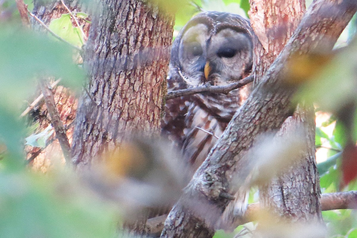 Barred Owl - Vivek Govind Kumar