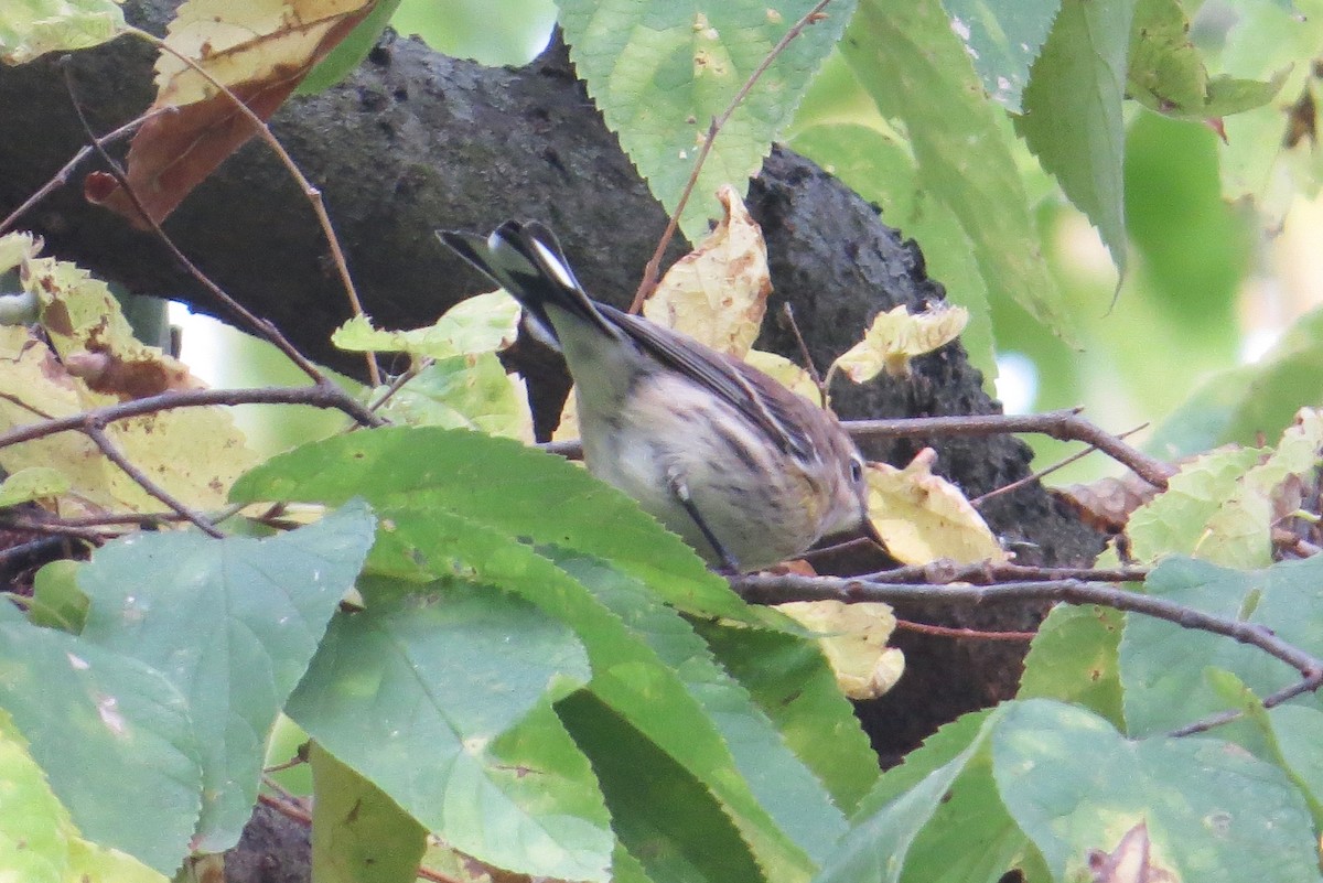 Yellow-rumped Warbler (Myrtle) - ML624921978