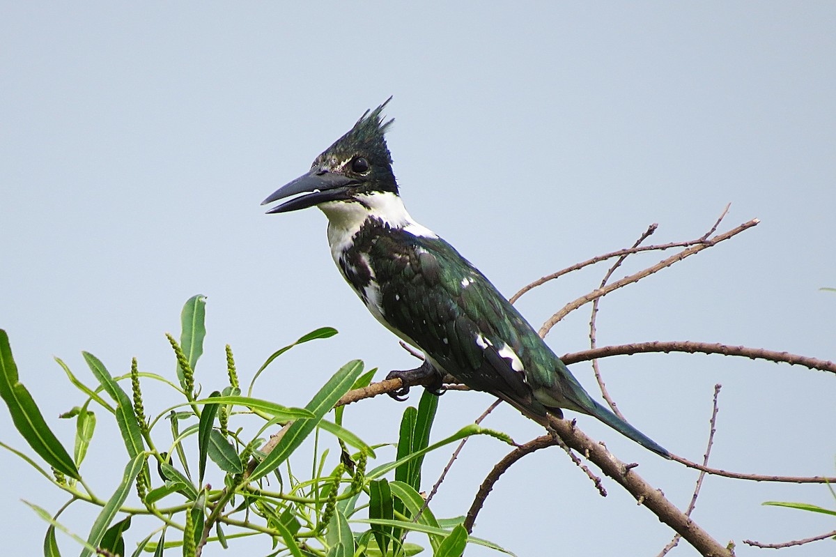 Amazon Kingfisher - ML624921995