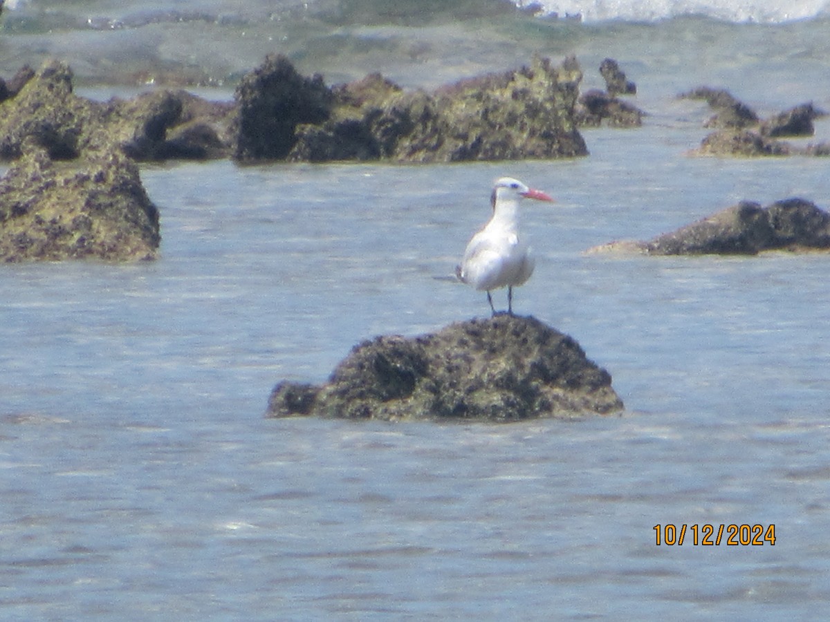 Royal Tern - ML624922013