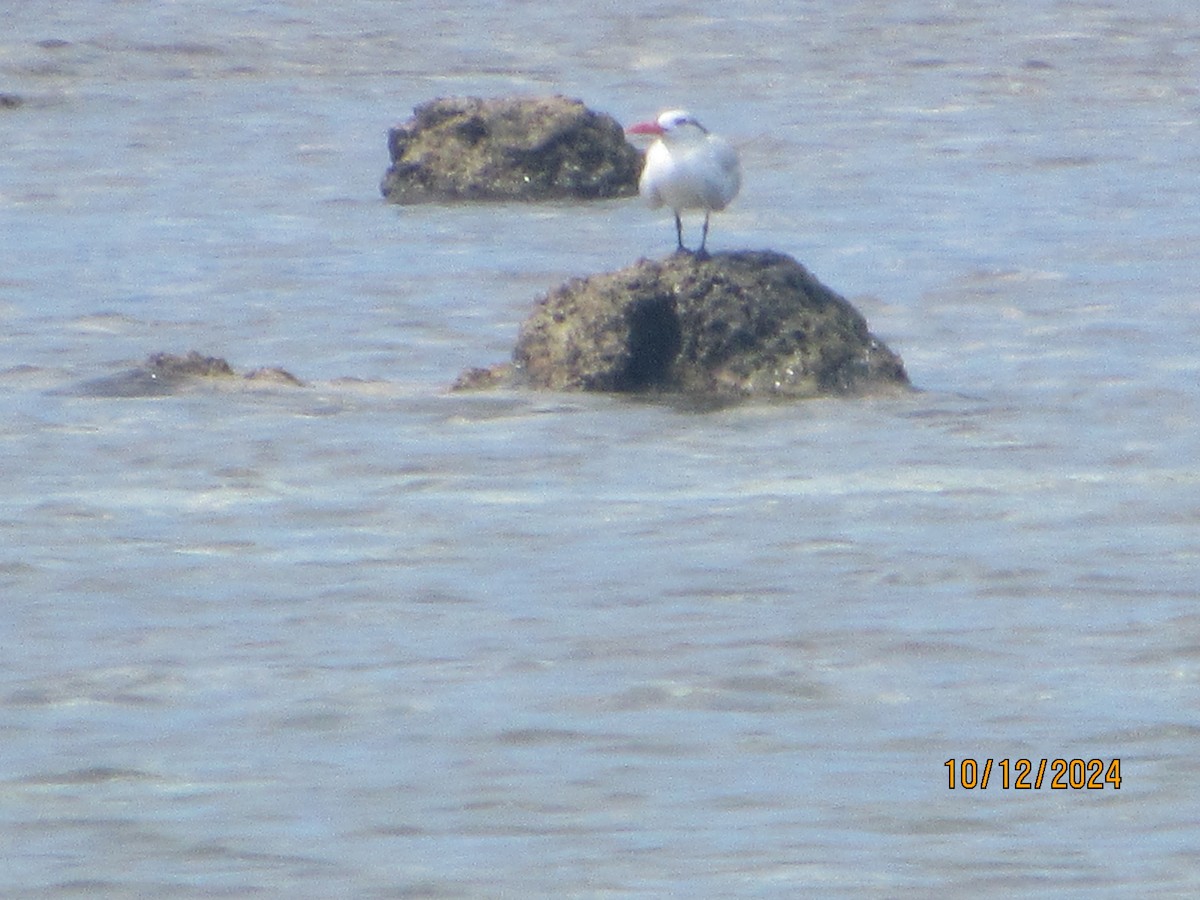 Royal Tern - ML624922014