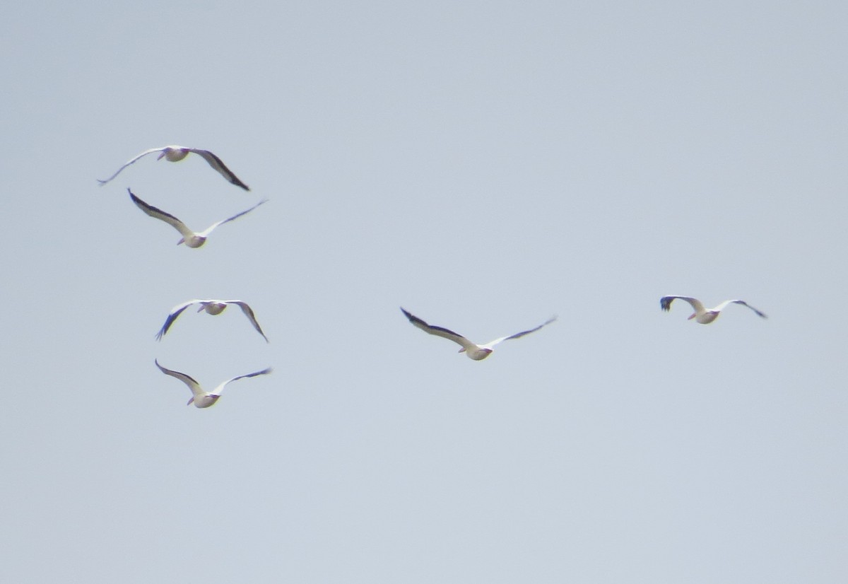 American White Pelican - Vivek Govind Kumar