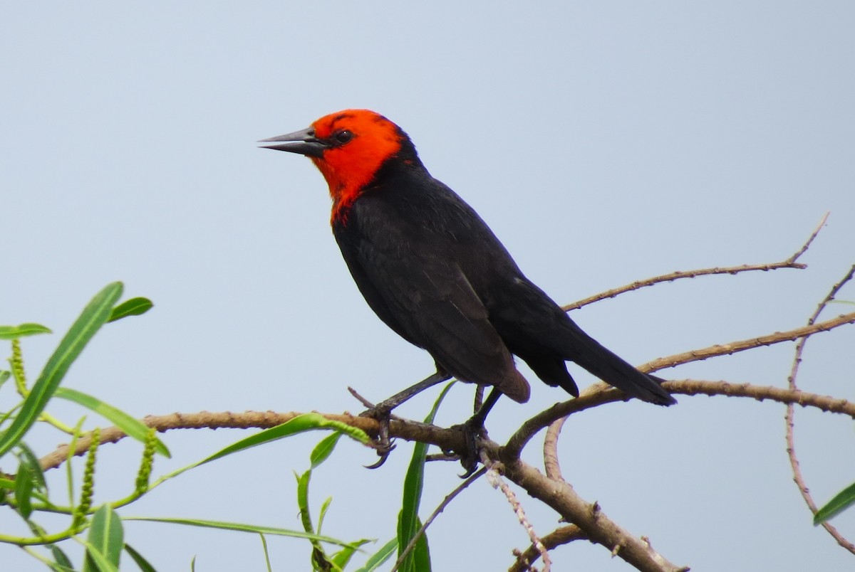 Scarlet-headed Blackbird - ML624922029