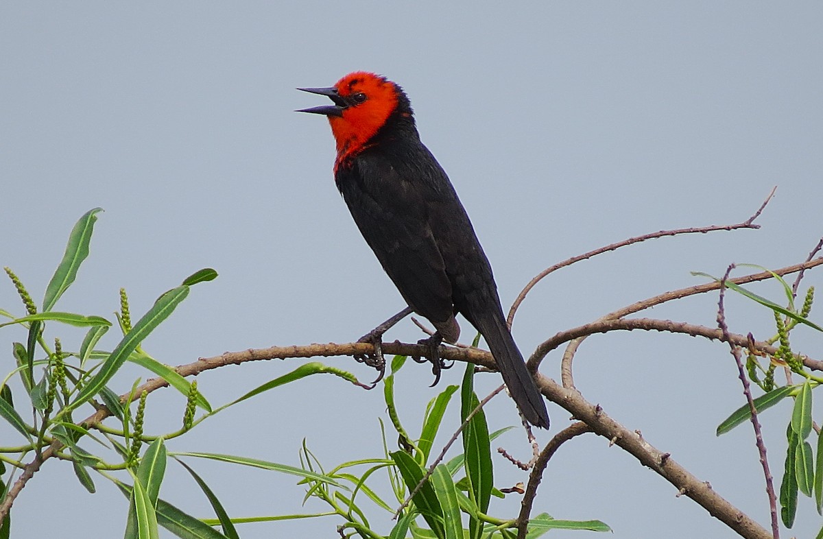 Scarlet-headed Blackbird - ML624922031