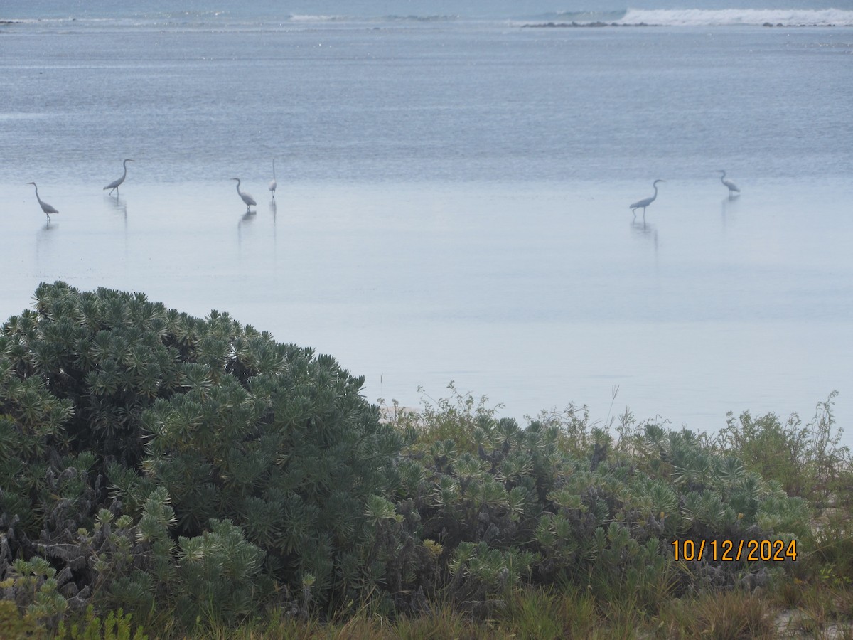 Great Egret - ML624922051