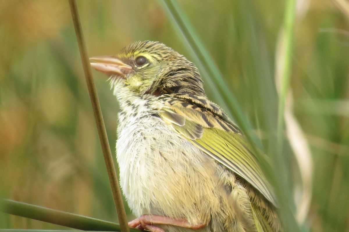 Great Pampa-Finch - ML624922082