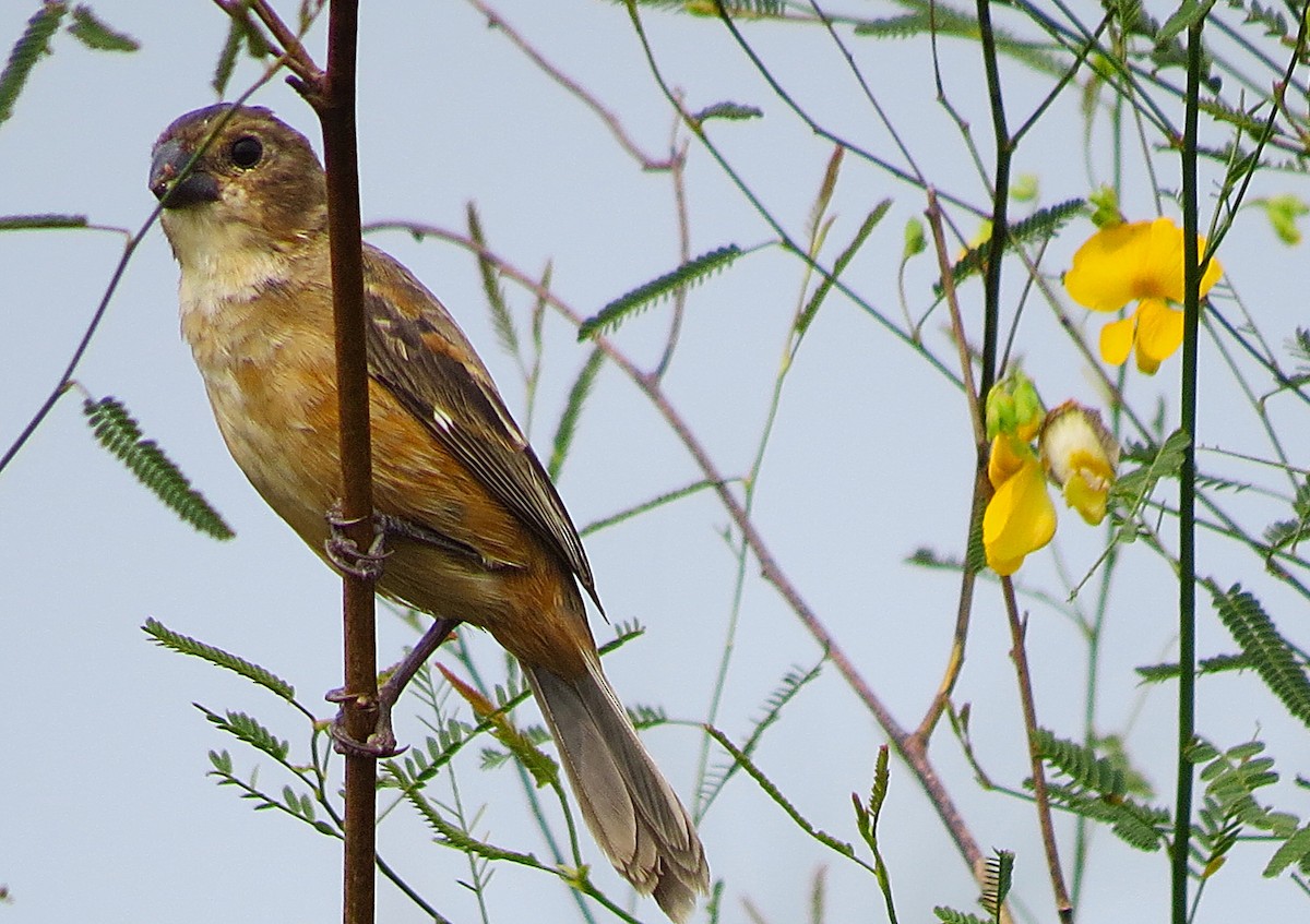 Rusty-collared Seedeater - ML624922095