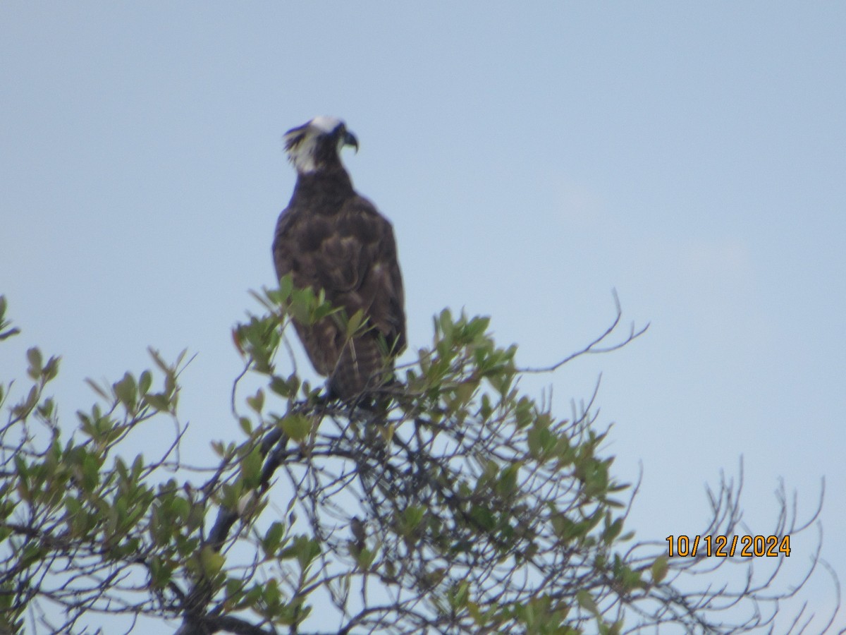Osprey - ML624922132