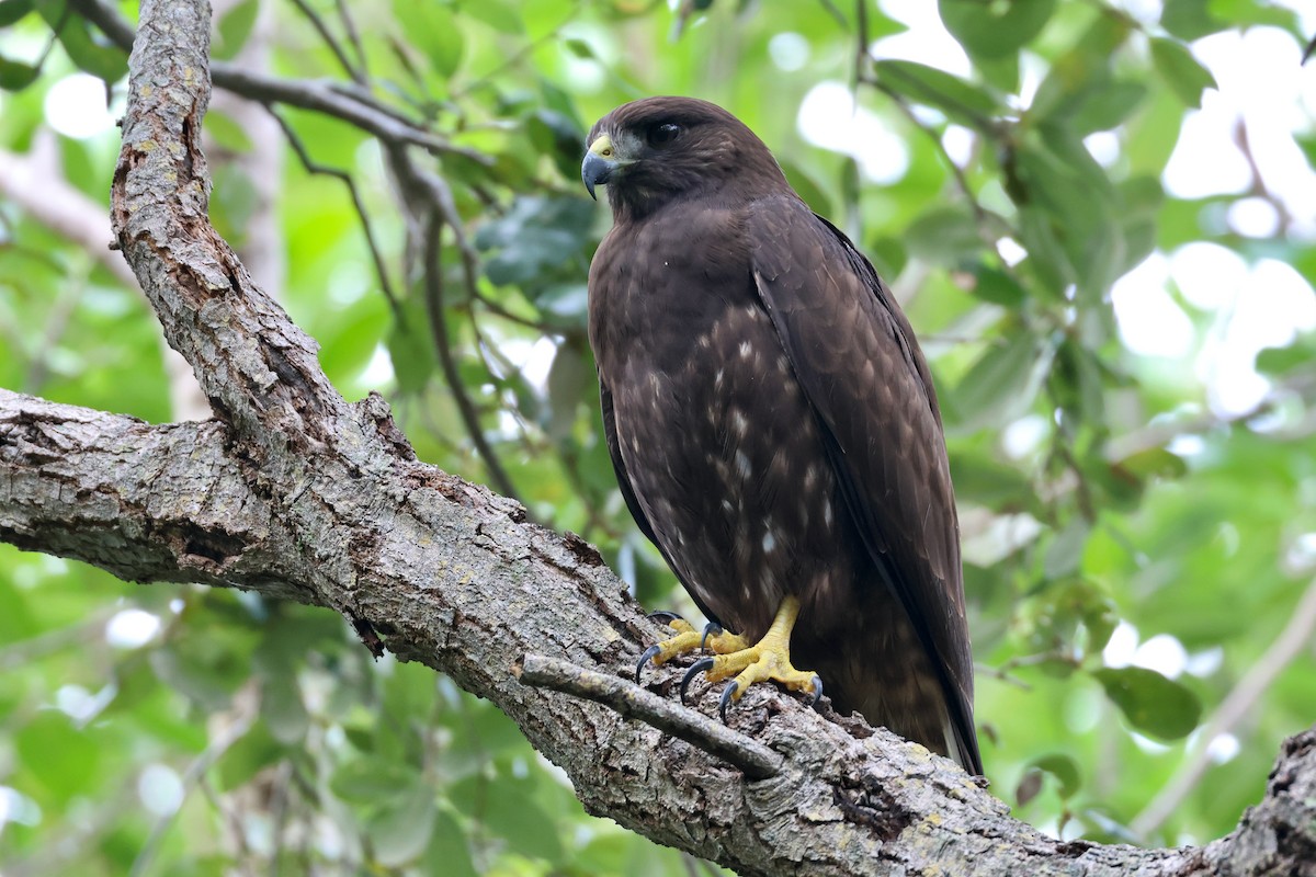 Short-tailed Hawk - ML624922137