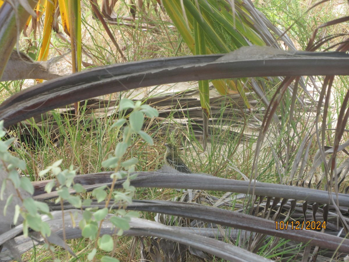 Bay-breasted Warbler - ML624922170