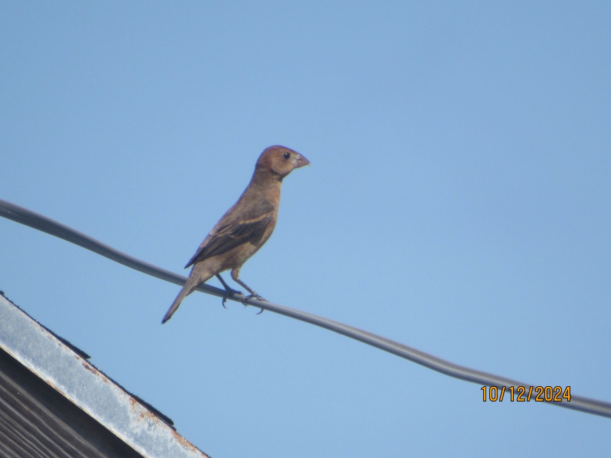 Blue Grosbeak - ML624922236