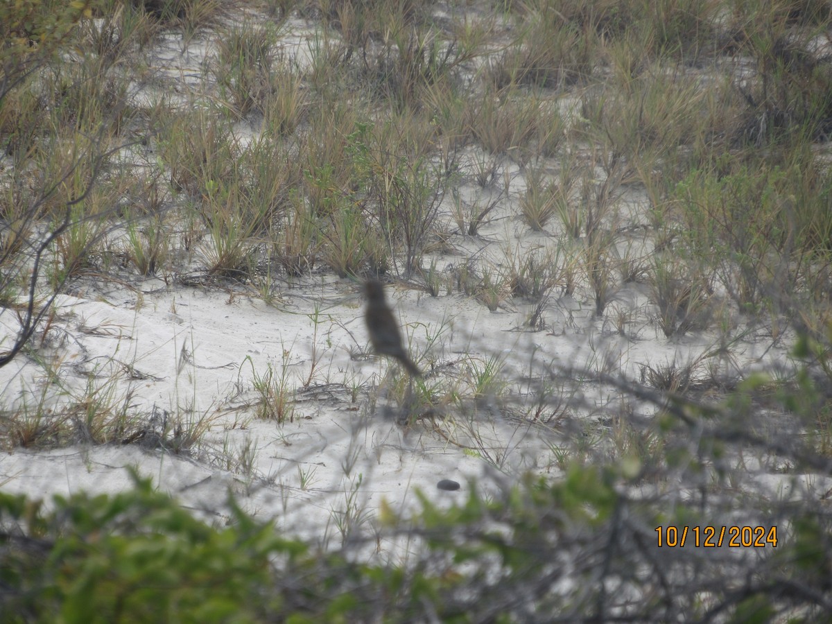 Blue Grosbeak - ML624922237