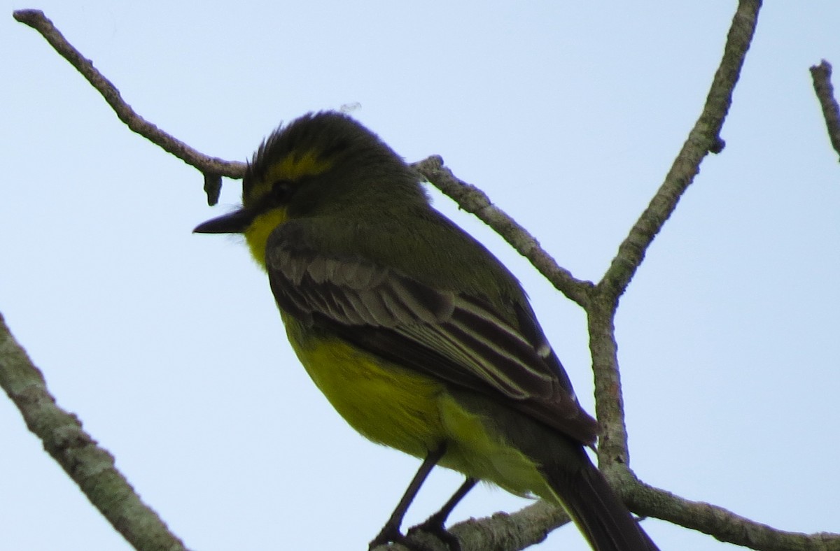 Yellow-browed Tyrant - ML624922258