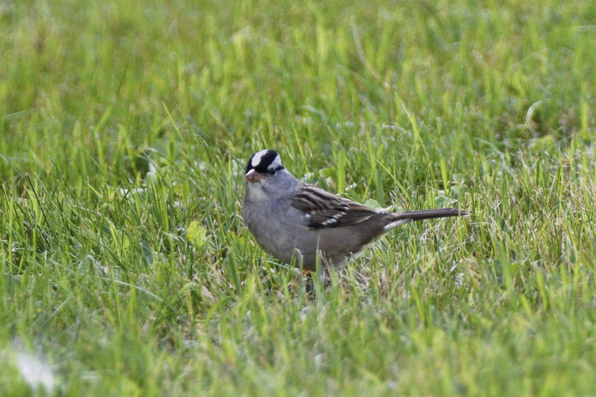 White-crowned Sparrow - ML624922341