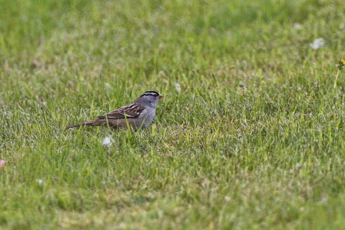 White-crowned Sparrow - ML624922342