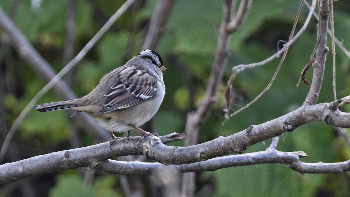 White-crowned Sparrow - ML624922343