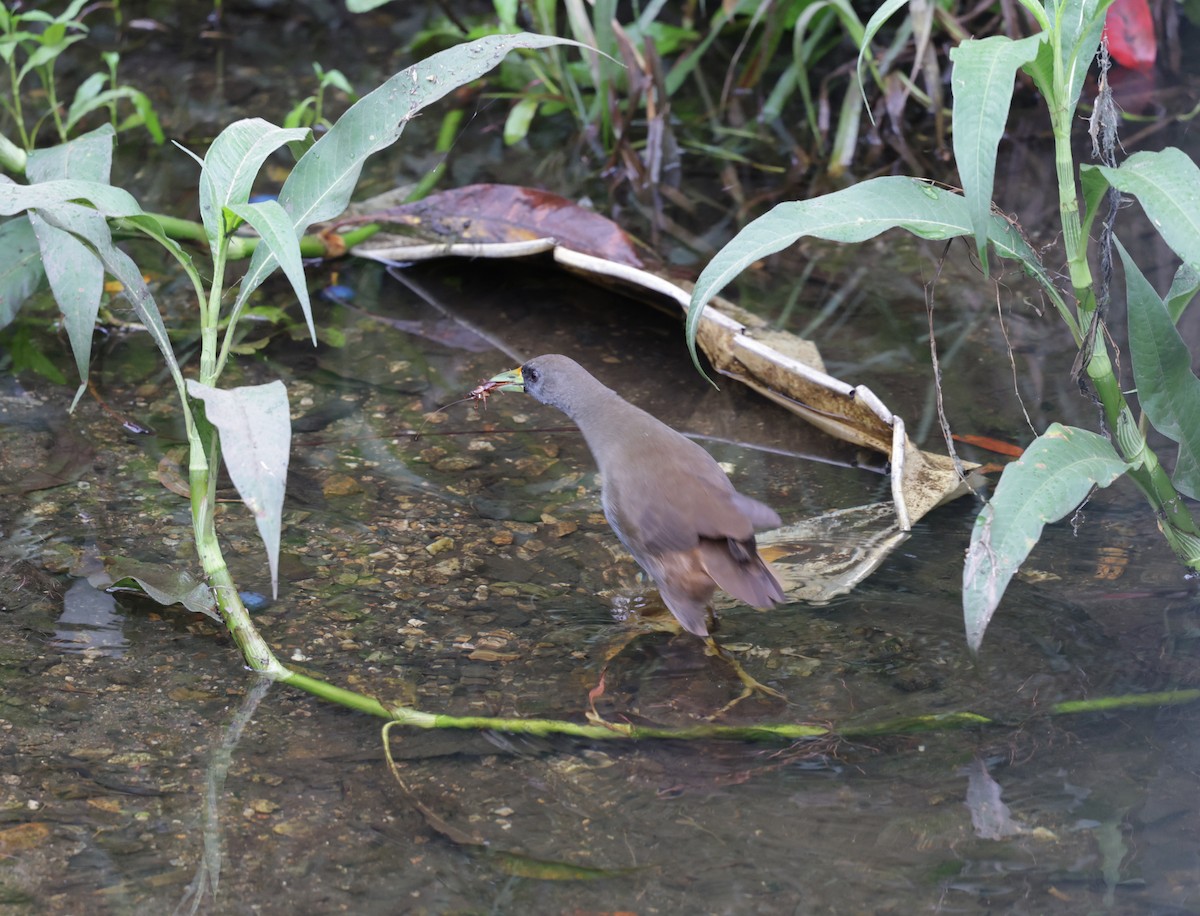 Pale-vented Bush-hen - ML624922384