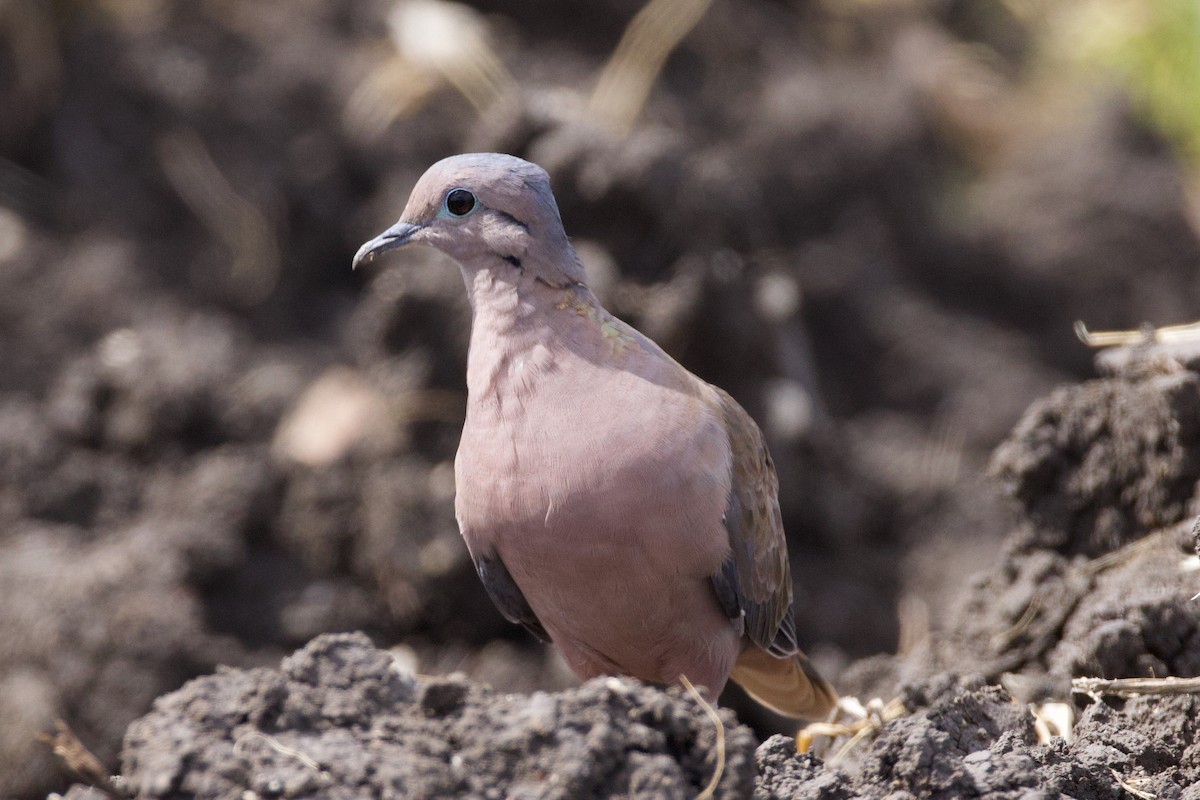 Eared Dove - Michael St John