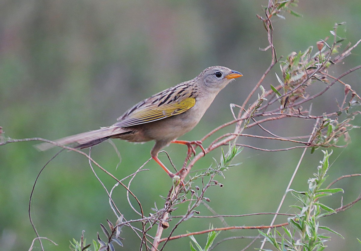 Wedge-tailed Grass-Finch - ML624922495