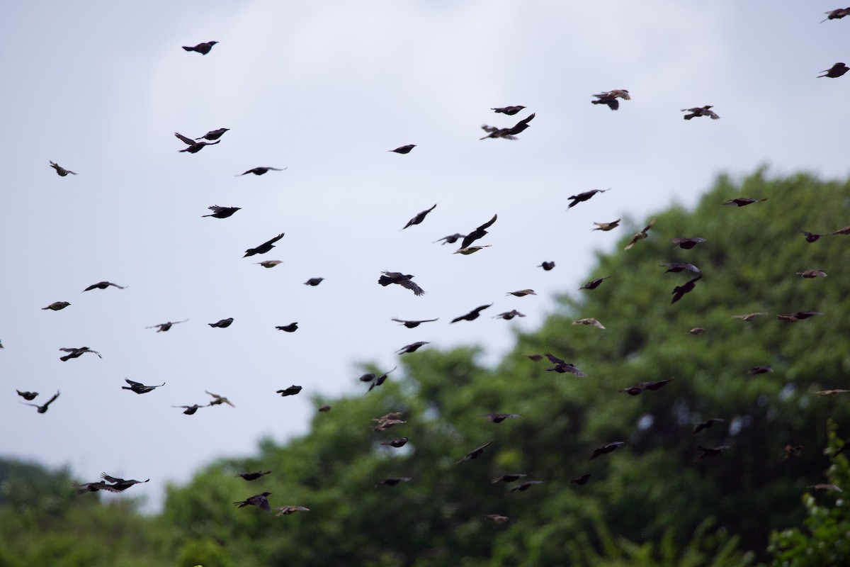 Carib Grackle - Michael St John