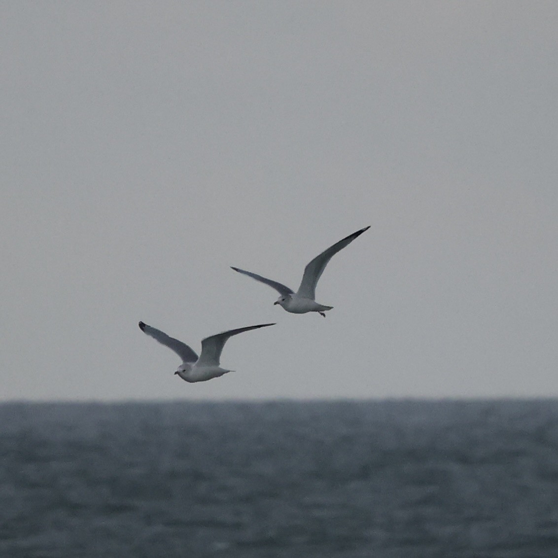 Bonaparte's Gull - ML624922512