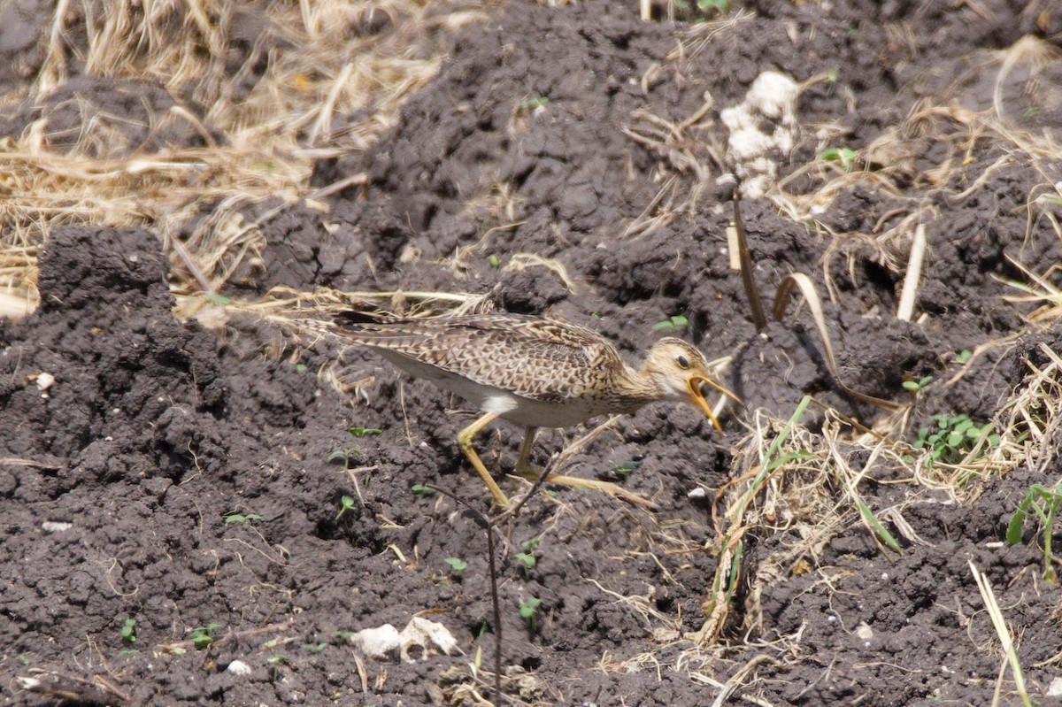 Maubèche des champs - ML624922538