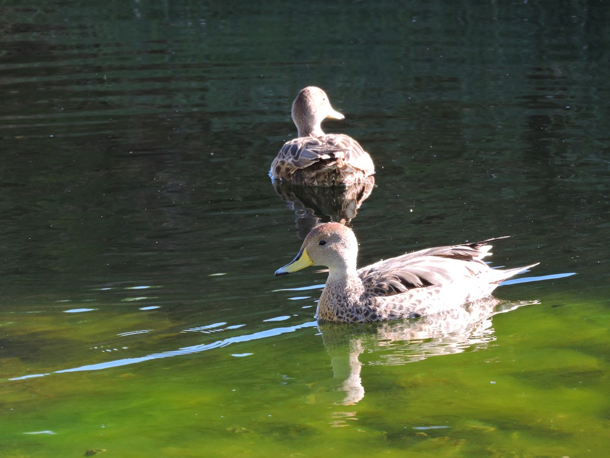 Yellow-billed Pintail - ML624922565