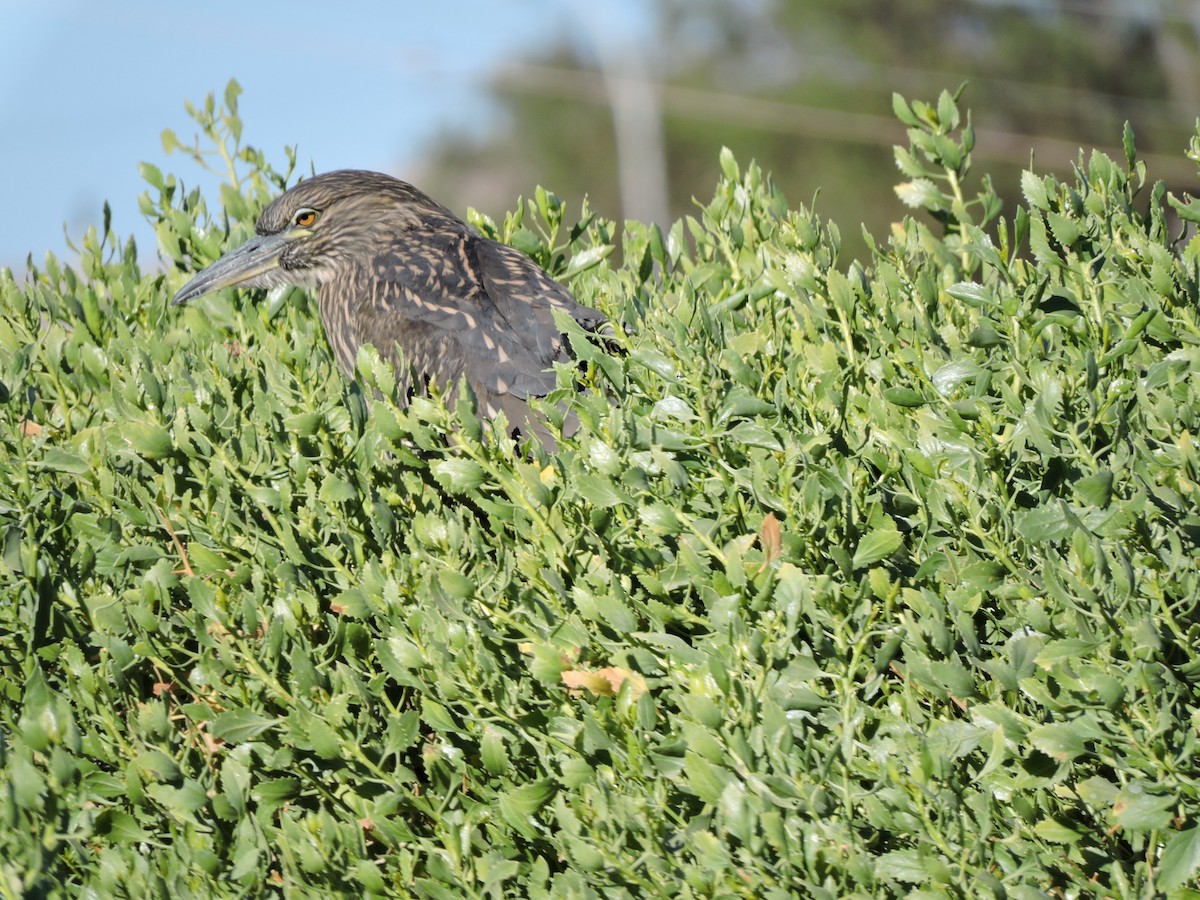 Black-crowned Night Heron - ML624922579