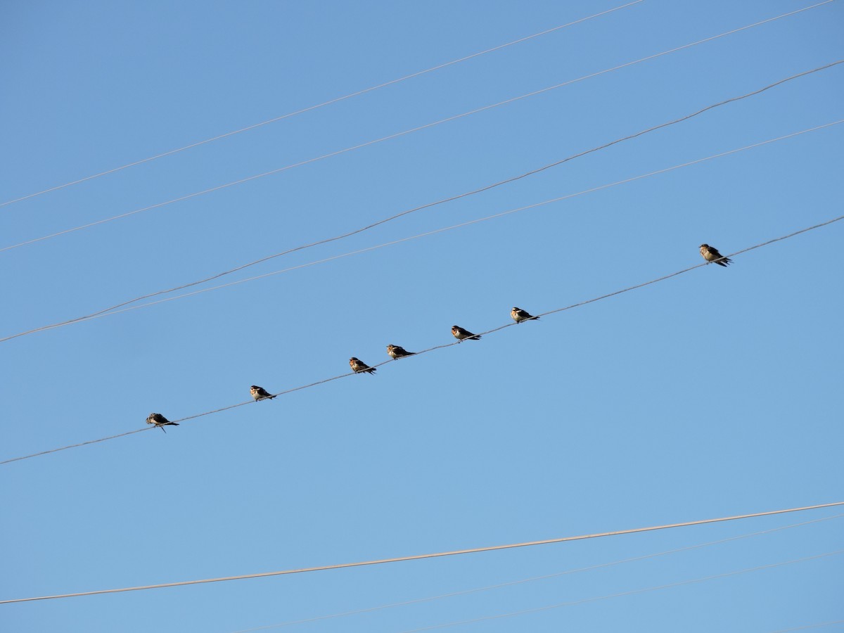 Barn Swallow - ML624922661