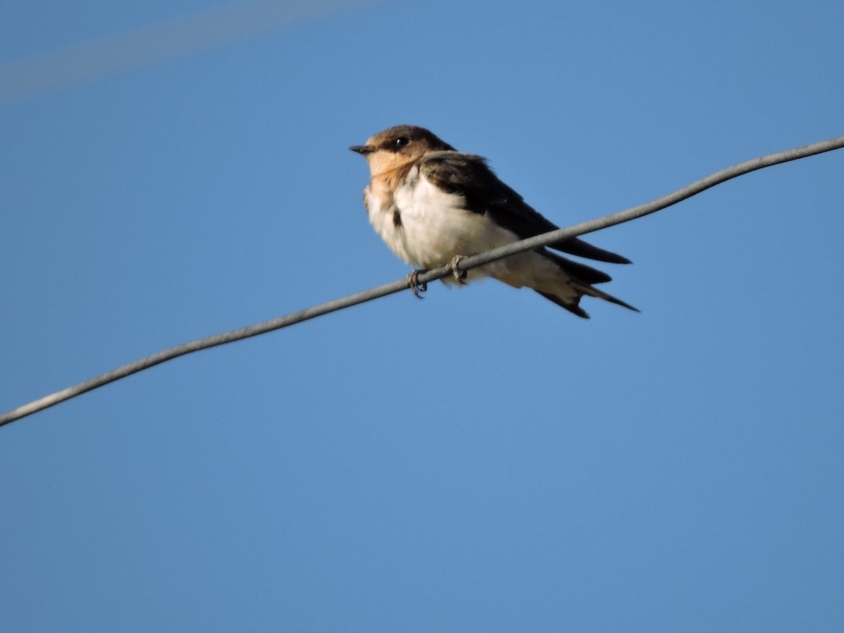 Barn Swallow - ML624922669