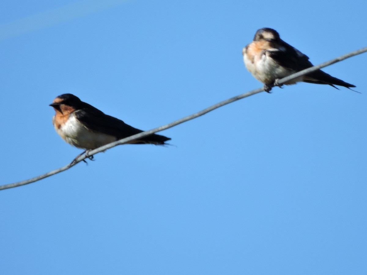 Barn Swallow - ML624922673