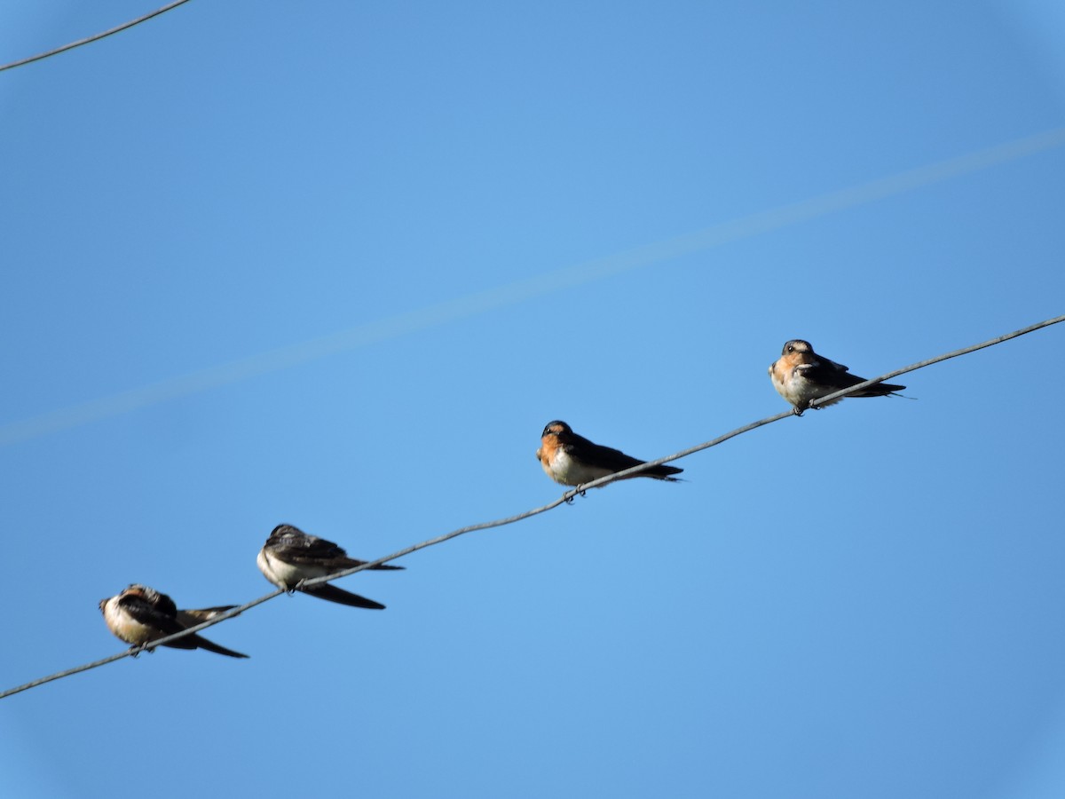 Barn Swallow - ML624922678