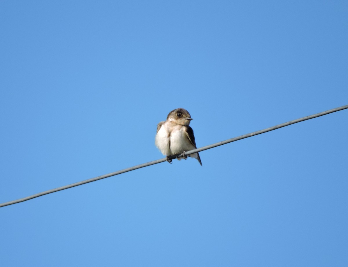 Barn Swallow - ML624922687