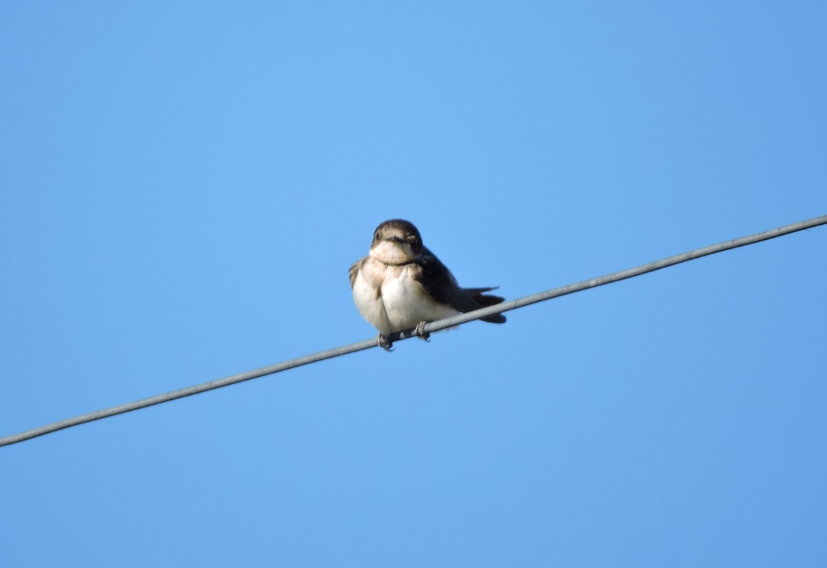 Barn Swallow - ML624922695