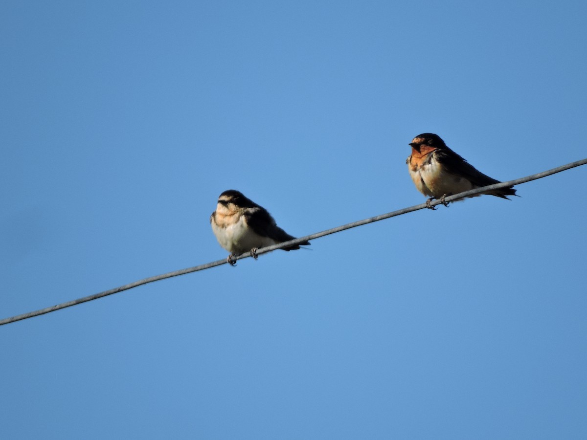 Barn Swallow - ML624922716