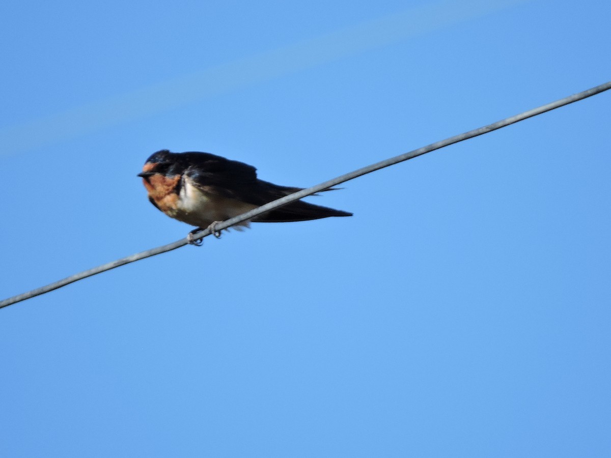 Barn Swallow - ML624922722