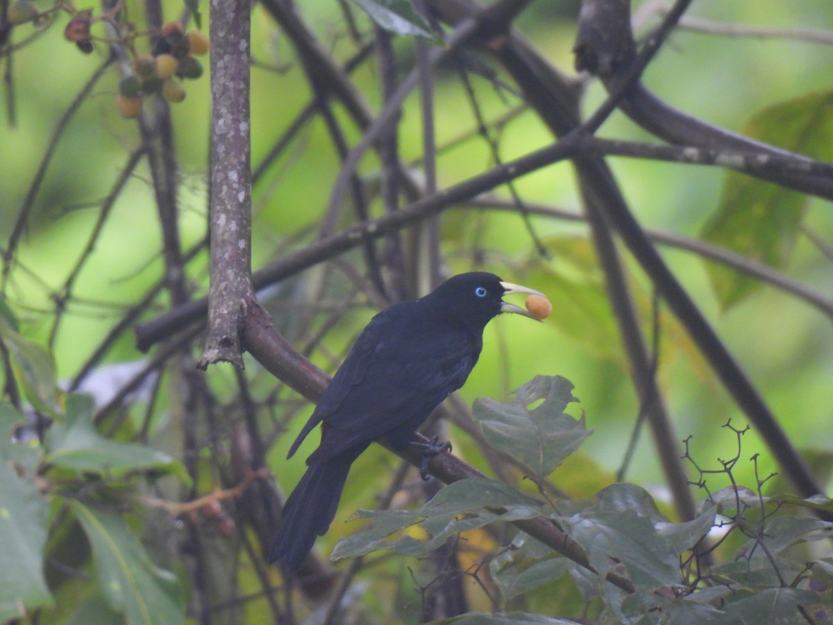 Scarlet-rumped Cacique - ML624922789