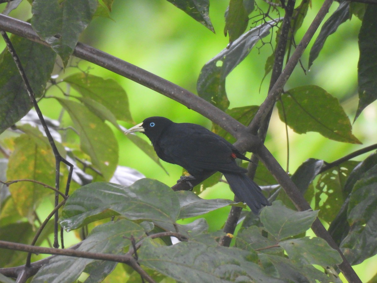 Scarlet-rumped Cacique - ML624922791