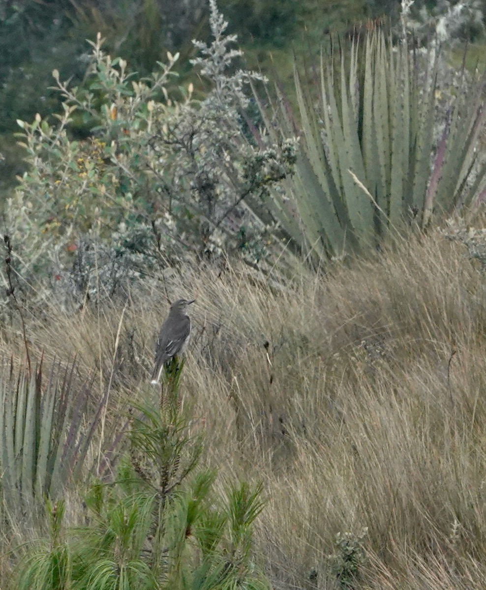 Black-billed Shrike-Tyrant - ML624922964