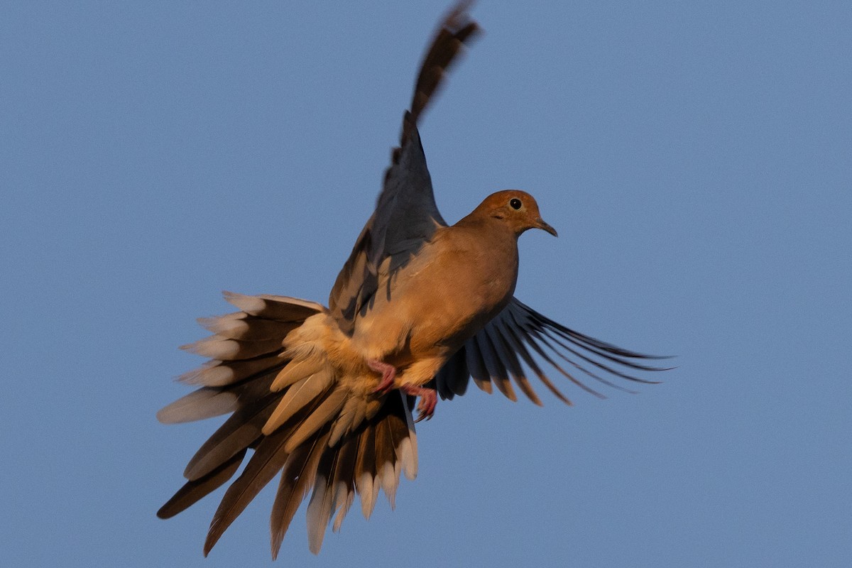 Mourning Dove - ML624923049