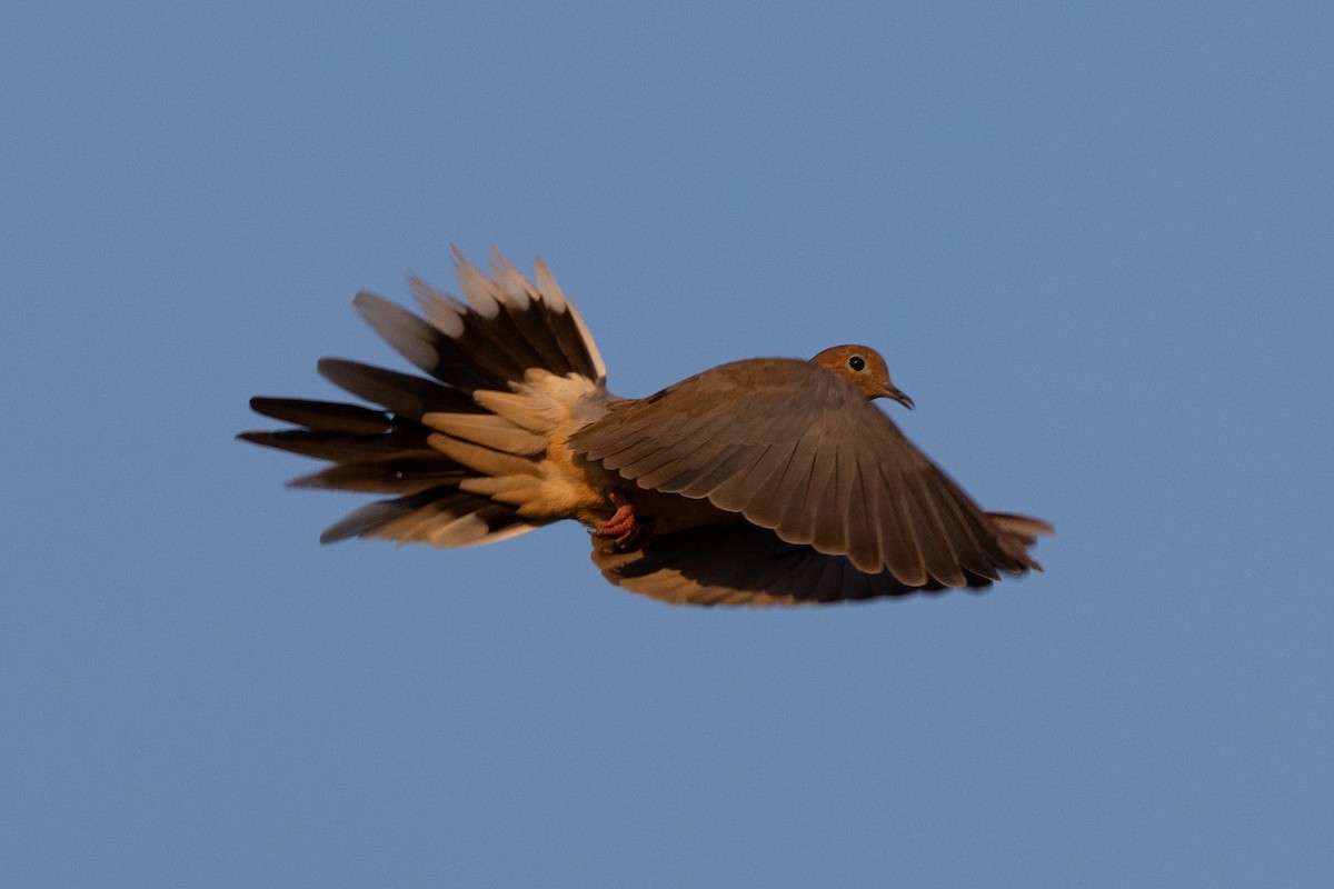 Mourning Dove - ML624923050