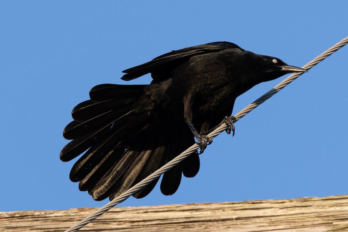 Great-tailed Grackle - ML624923065