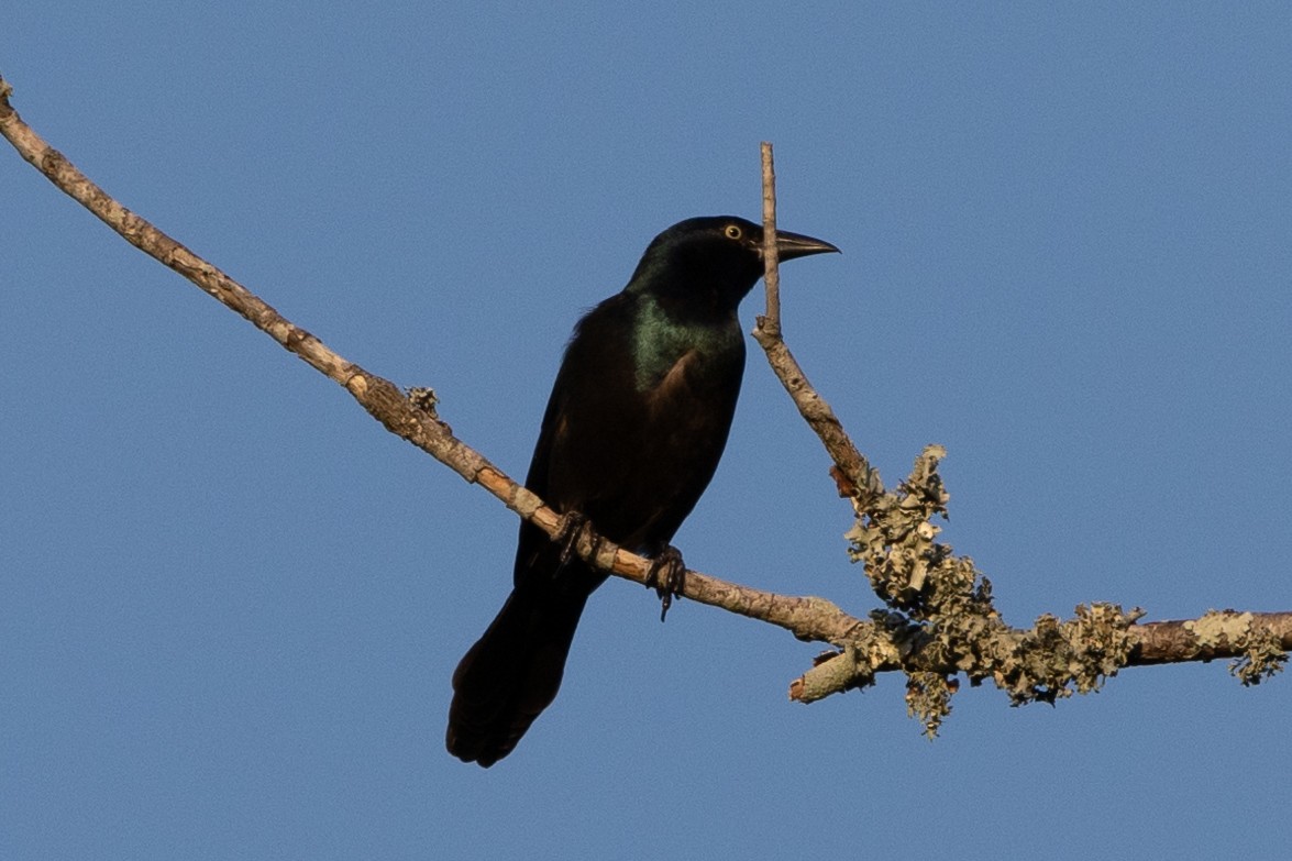 Common Grackle - ML624923078