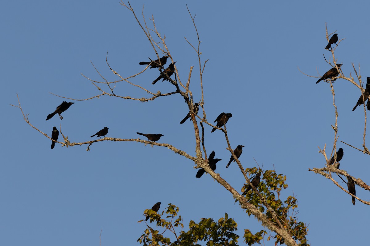 Common Grackle - ML624923079