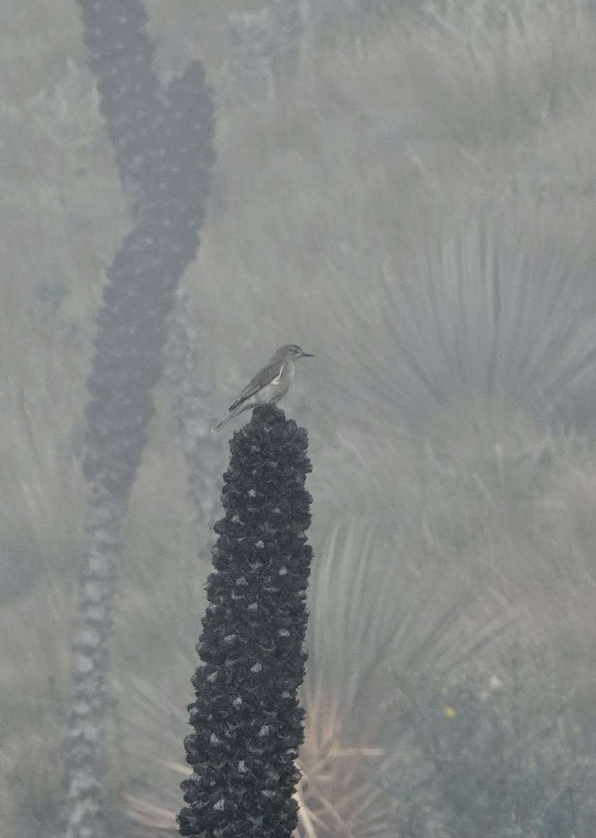 Black-billed Shrike-Tyrant - ML624923156