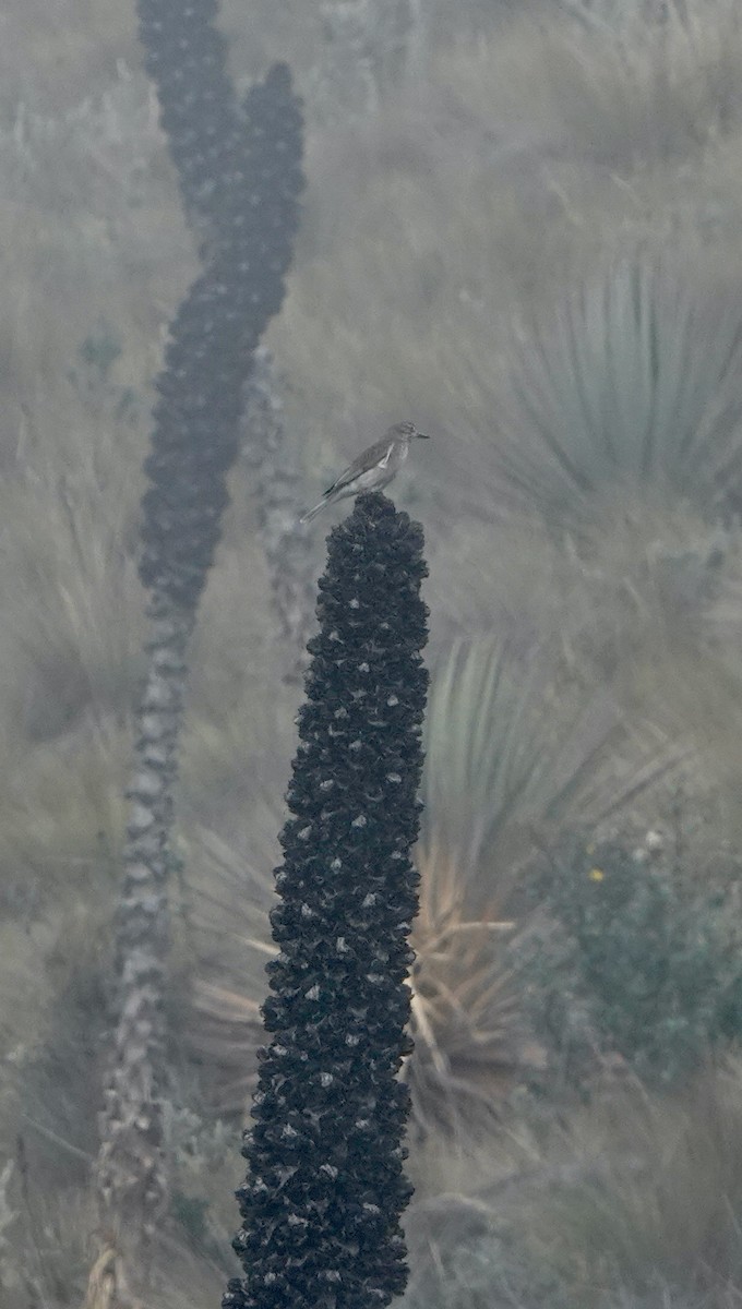 Black-billed Shrike-Tyrant - ML624923157