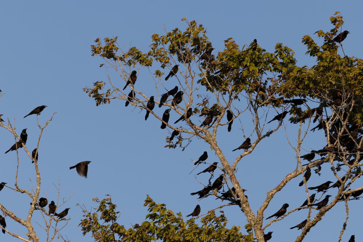 Common Grackle - ML624923160