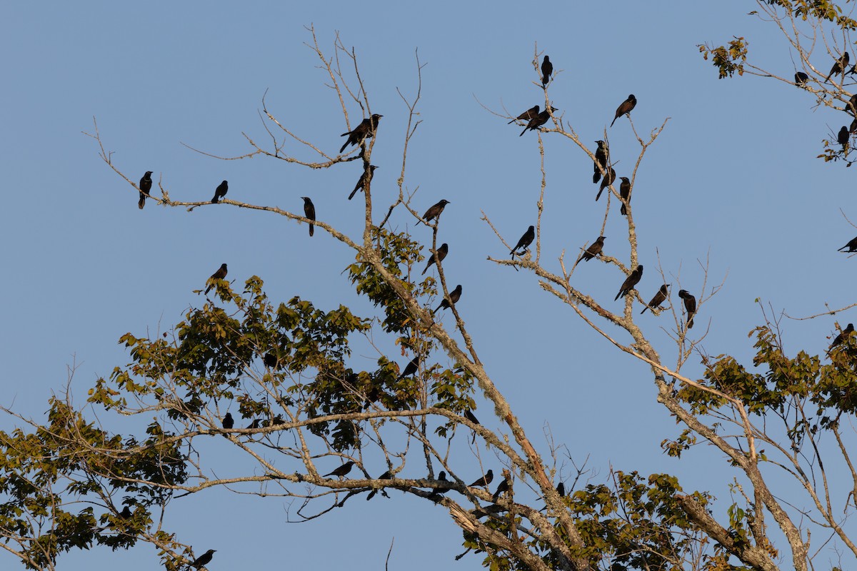 Common Grackle - ML624923161