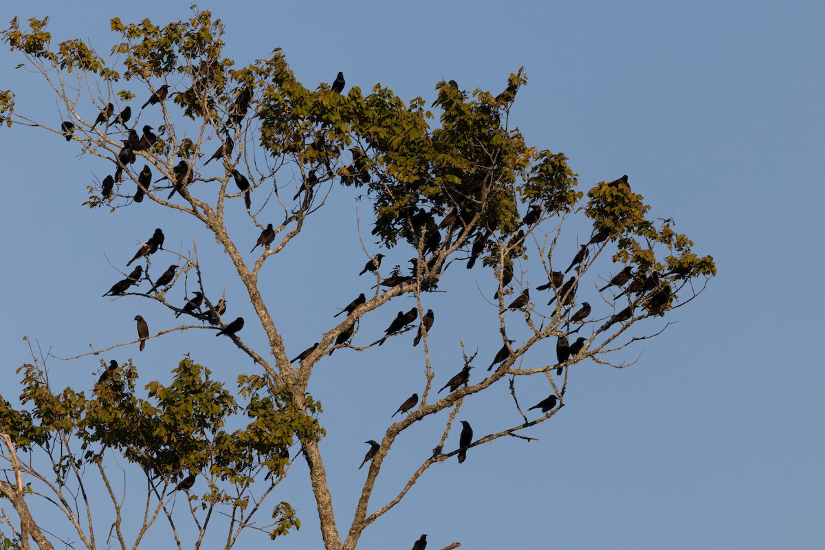 Common Grackle - ML624923162