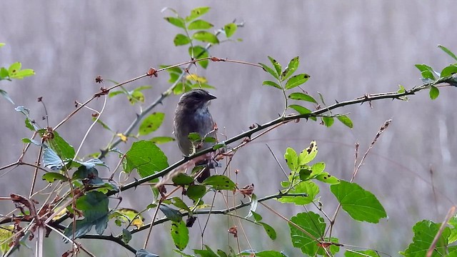 Swamp Sparrow - ML624923169